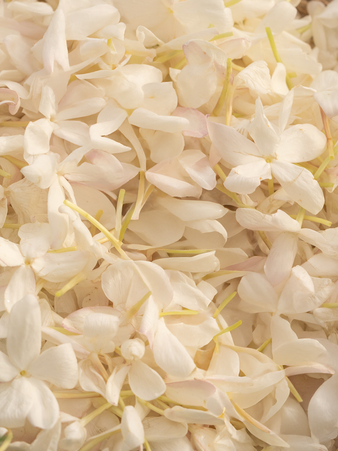 Cœur de jasmin d’Inde