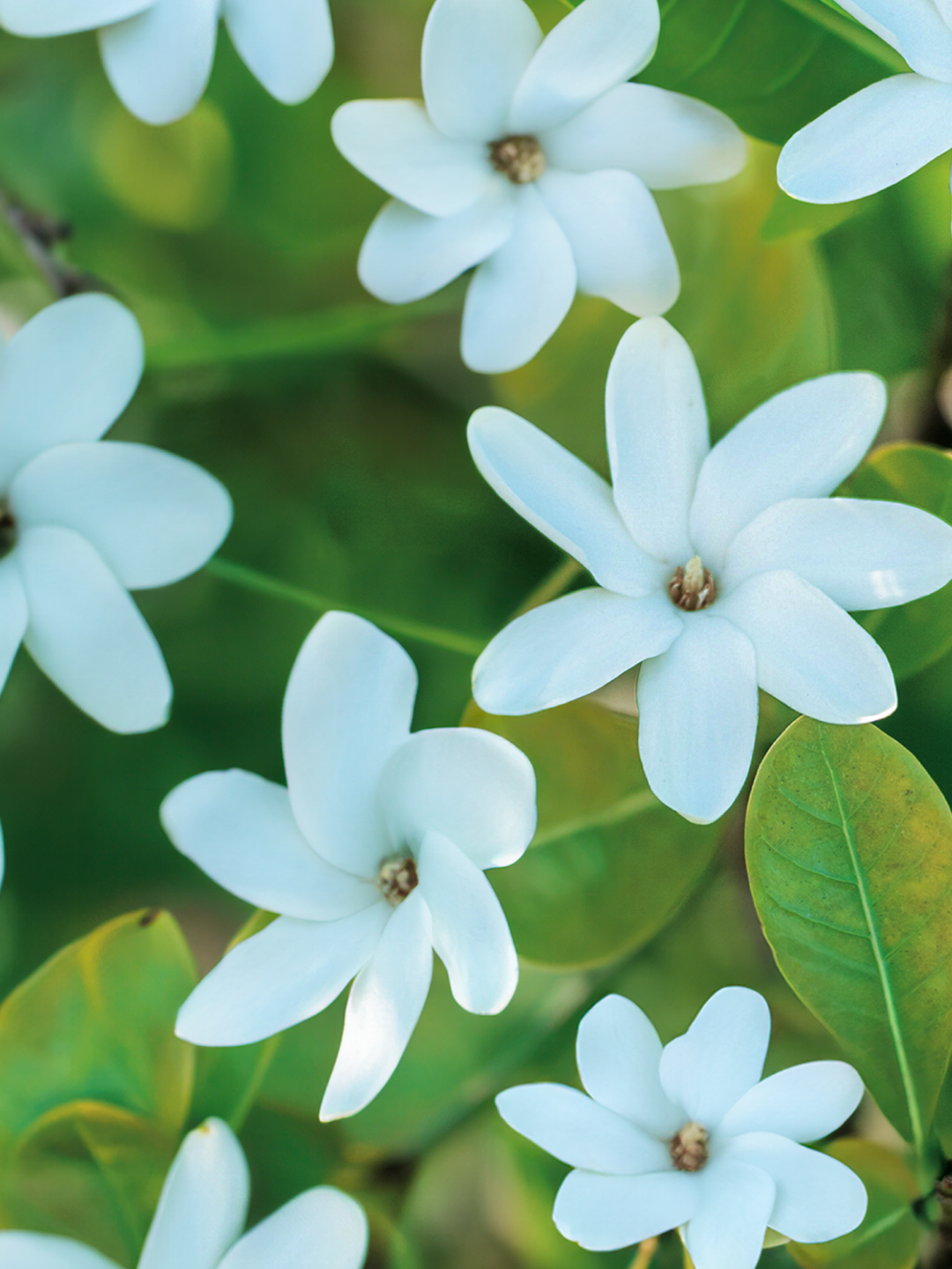 Absolu fleur de Tiaré