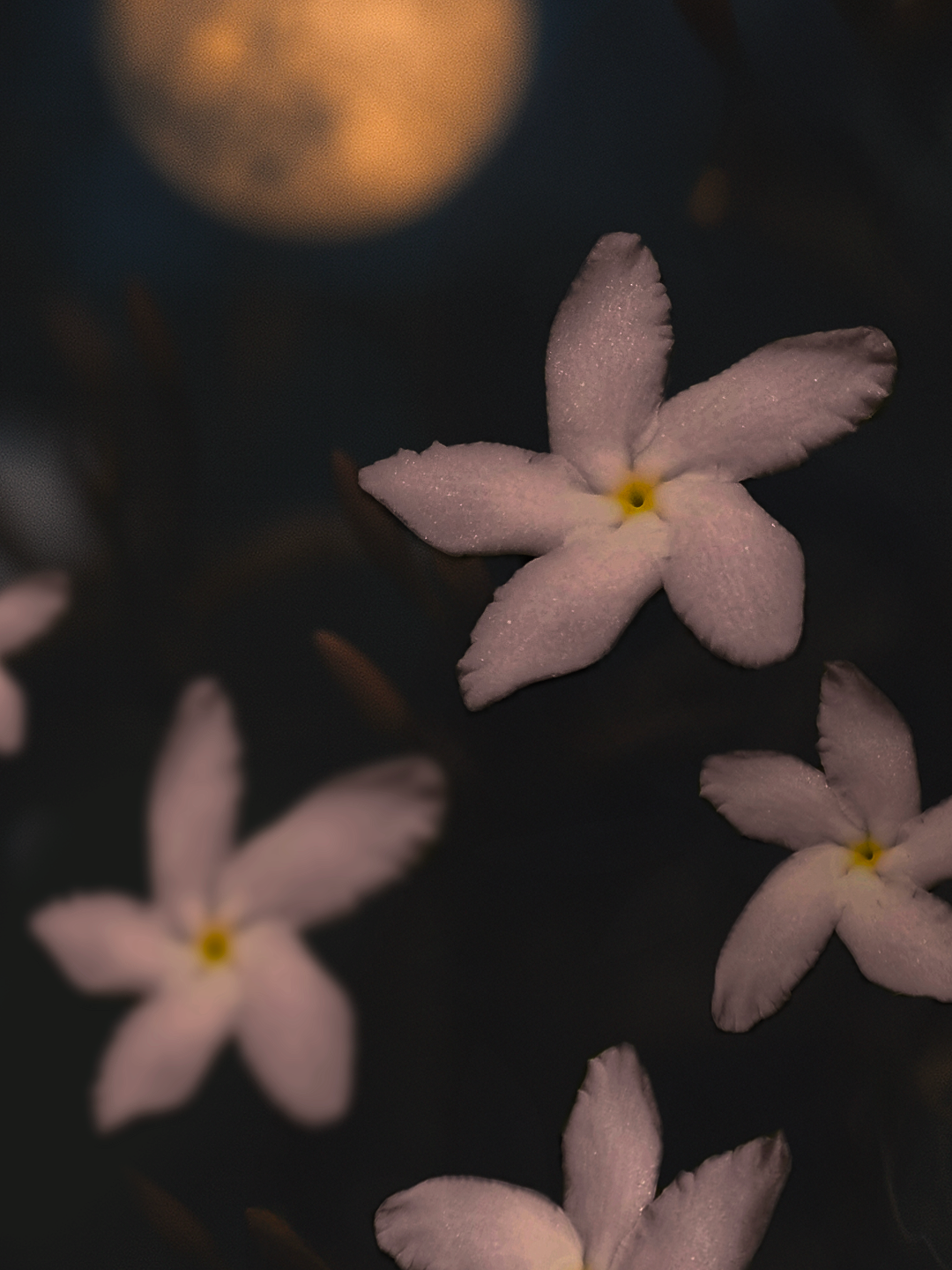 Jasmin de nuit -heart note