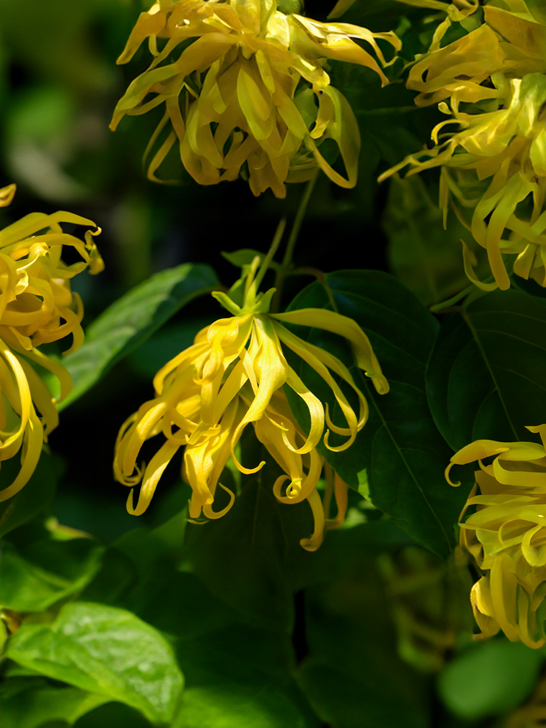 Ylang-ylang