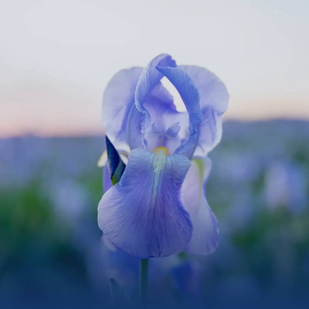 Collection Iris