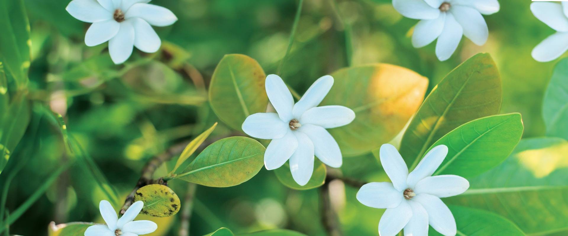 The Tiaré programme